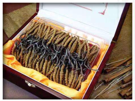 南充冬虫夏草回收